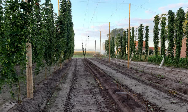 Brabanthop nieuwe hopranken